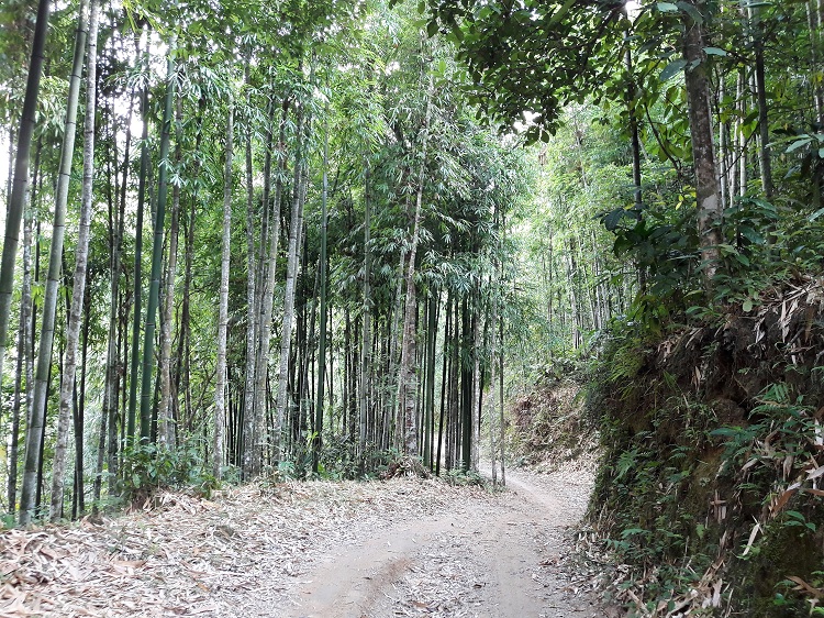 hoang su phi ha giang bamboo forest